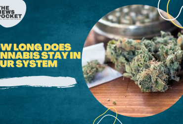 how long does cannabis stay in your system