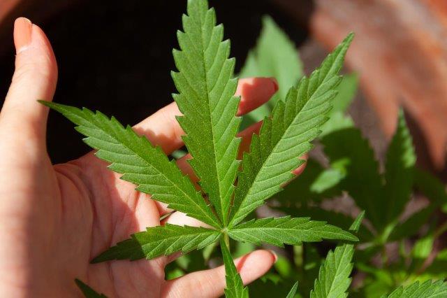 medicinal cannabis seeds