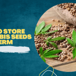 how to store cannabis seeds long term