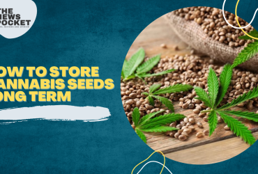 how to store cannabis seeds long term