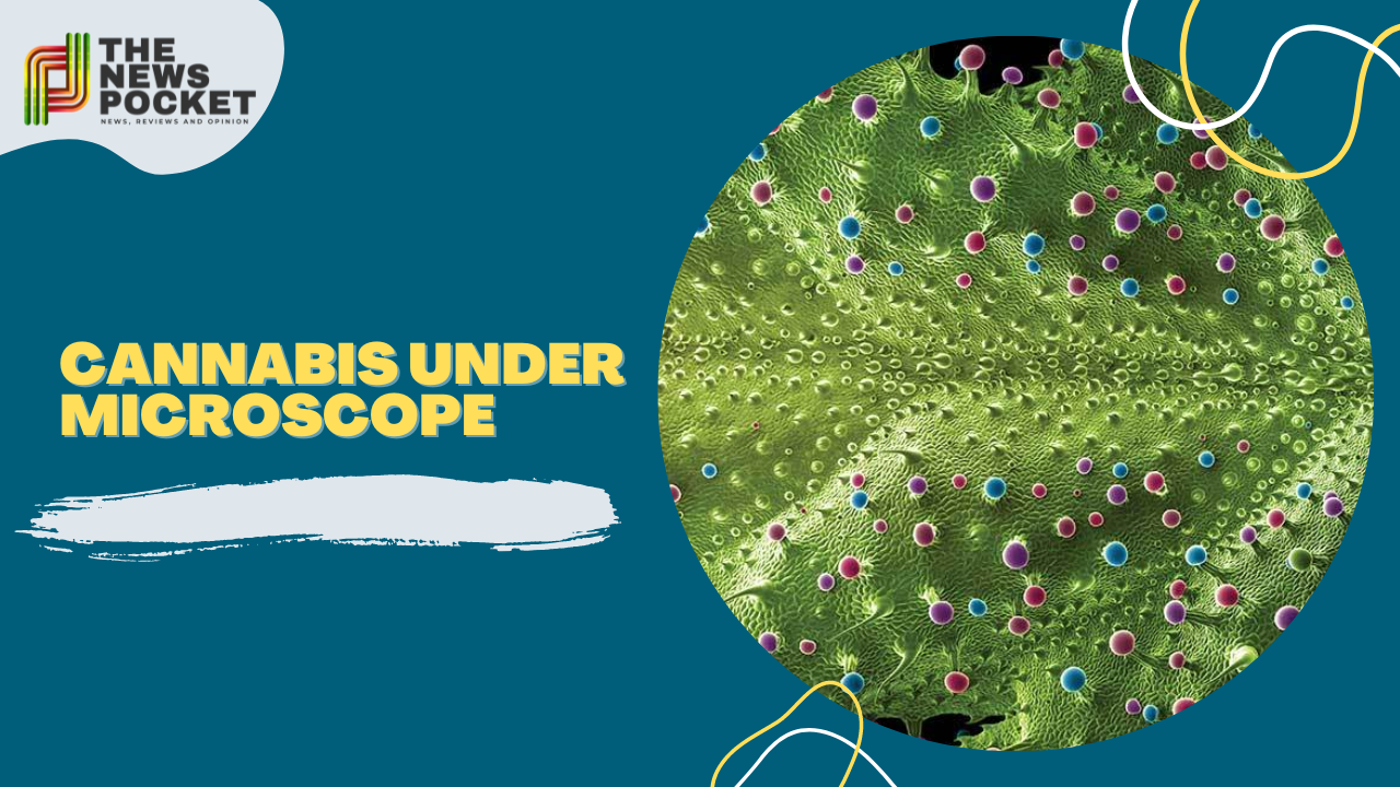 cannabis under microscope