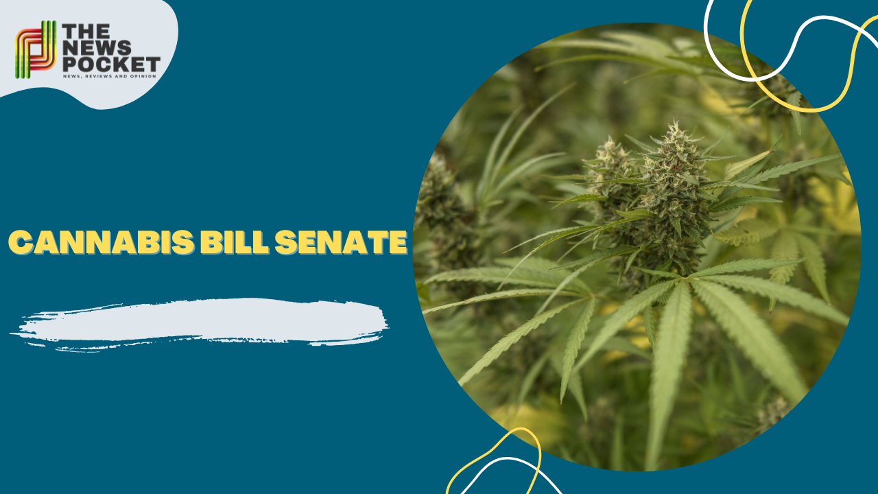 cannabis bill senate