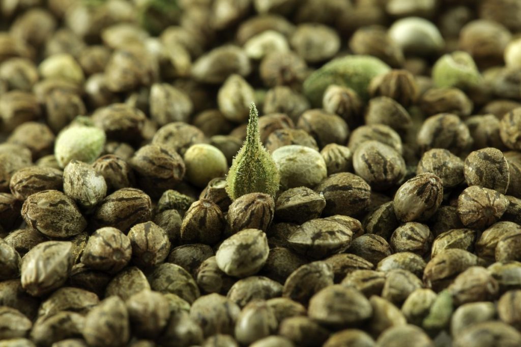 how long are cannabis seeds good for