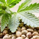 Buy medical cannabis seeds