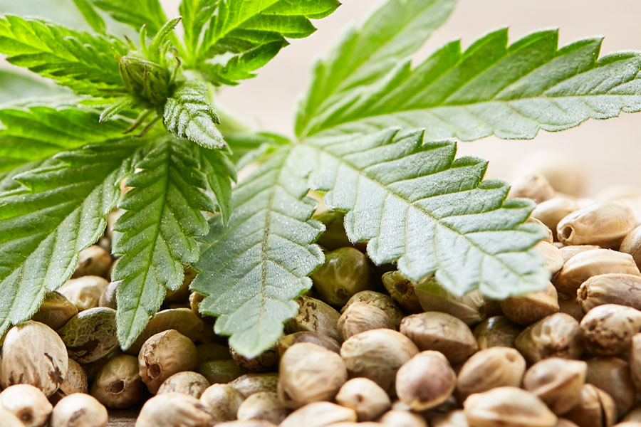 Buy medical cannabis seeds