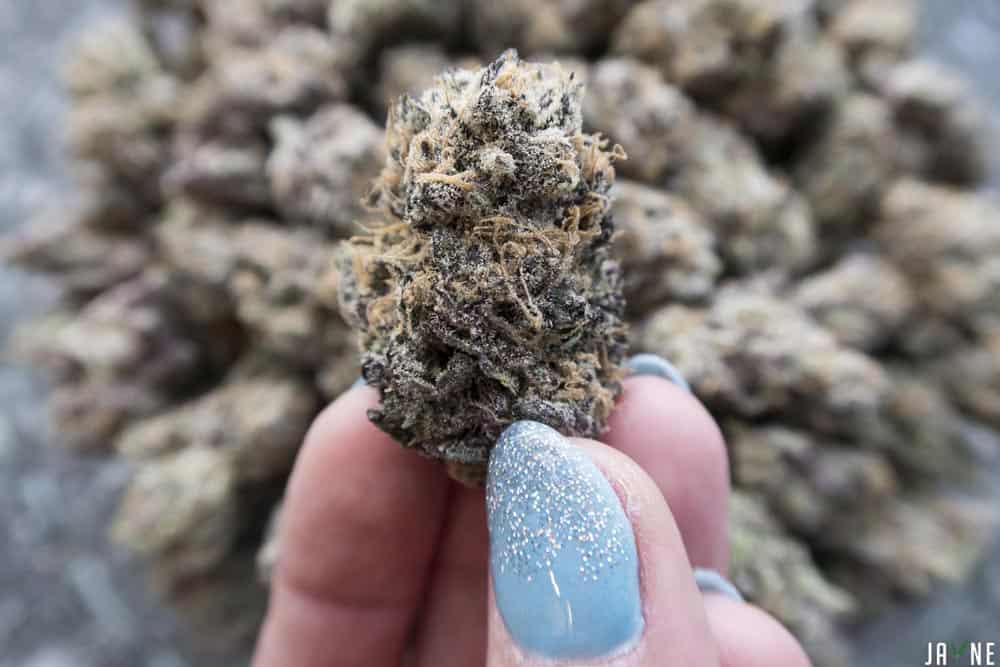 Beginner’s Guide to Marijuana Strains