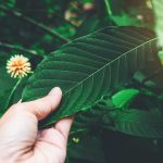 What Are The Different Types Of Kratom Found Across The Globe?