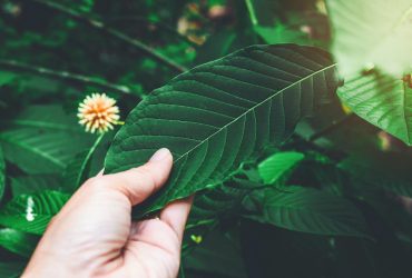 What Are The Different Types Of Kratom Found Across The Globe?