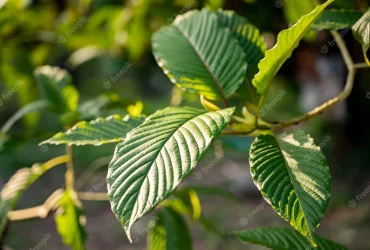 5 Major Factors That Might Affect The Price Range Of Kratom Extracts 