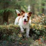 The Health Benefits of Mushrooms for Dogs