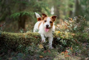 The Health Benefits of Mushrooms for Dogs