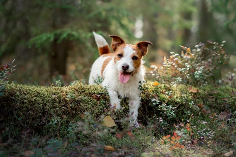 The Health Benefits of Mushrooms for Dogs