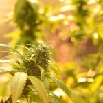 Indica vs. Sativa Cannabis Strains