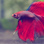 A Guide to Care, Behavior, and Keeping Female Betta Fish