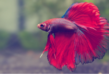 A Guide to Care, Behavior, and Keeping Female Betta Fish