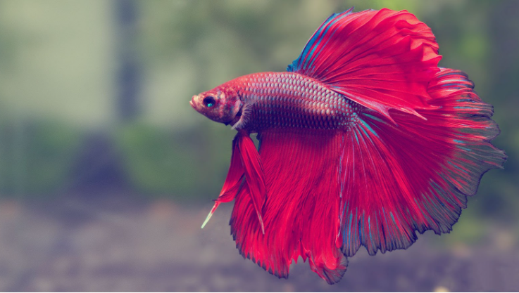 A Guide to Care, Behavior, and Keeping Female Betta Fish
