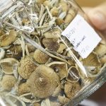 Are Magic Mushrooms Prohibited for Athletes? (2024 Guide)